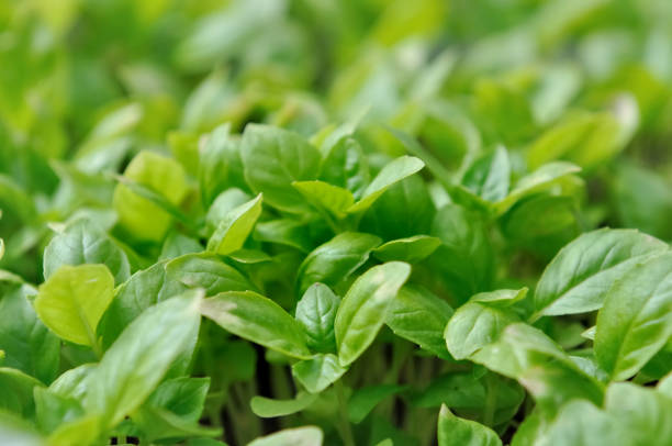 feuilles fraîches de basilic - basil herb plant organic photos et images de collection