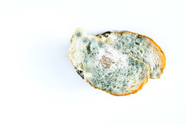 istock Expired Bread with Mold. Isolated on white background with Clipping Path, Top view 903544220