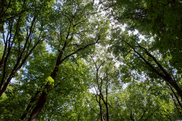 istock Tree tops are illuminated by the setting sun in forest. Summer time nature. Dark forest. Clear sky and tops of trees. Nature background. Wild nature 903545178