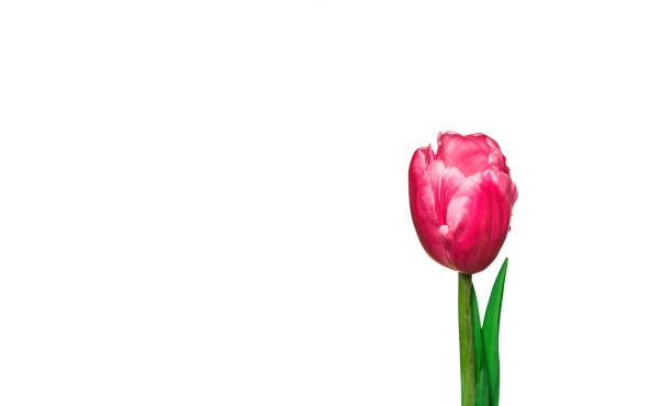 istock Pink tulip flower on white background 903547610