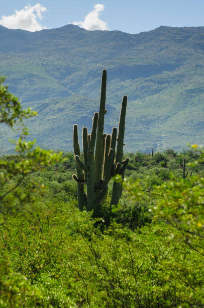 riesigen saguaro im südlichen arizona - sonoran desert cactus flower head southwest usa stock-fotos und bilder