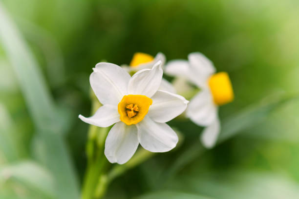 kuvapankkikuvat ja rojaltivapaat kuvat aiheesta narcissus kukka, valkoinen - yellow vanilla flower with green leaves