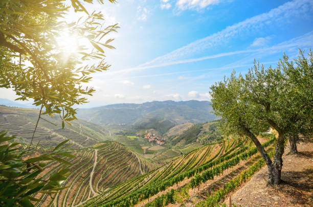 vinhas e oliveiras, no vale do douro, perto de lamego, portugal europa - wine port - fotografias e filmes do acervo