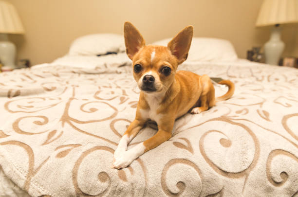 istock Adorable Chihuahua Laying on Bed 903548456