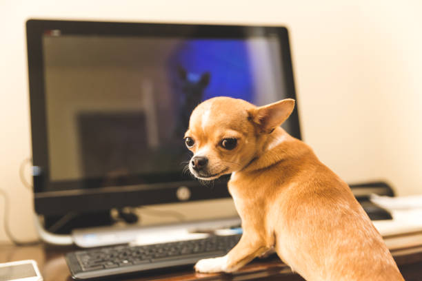 Guilty Chihuahua on a Computer stock photo