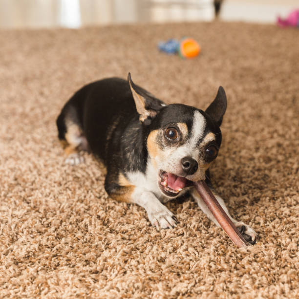 istock Black Chihuahua with Chew Toy 903548992