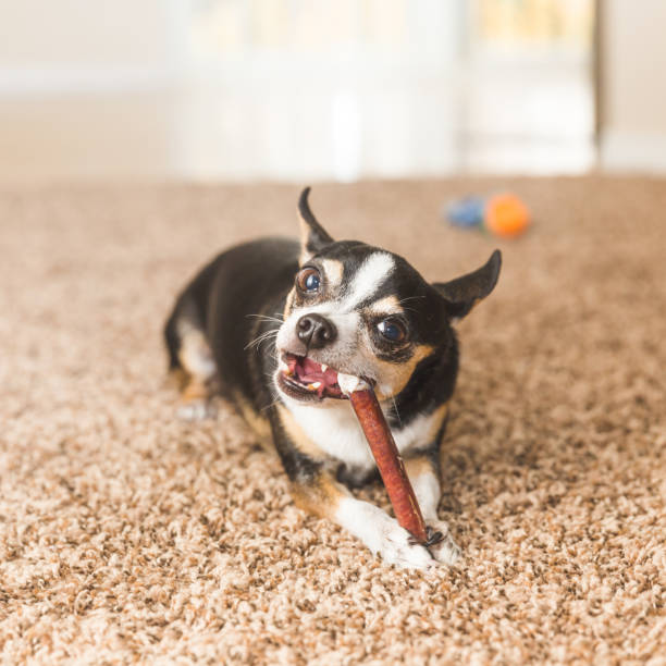 istock Black Chihuahua with Chew Toy 903549040