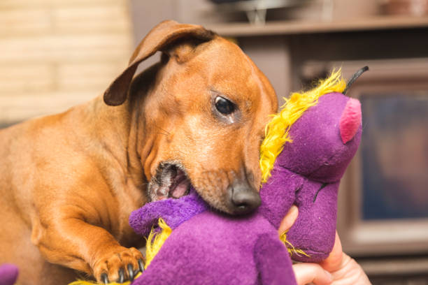 istock Dachshund Playing with Purple Toy 903549098