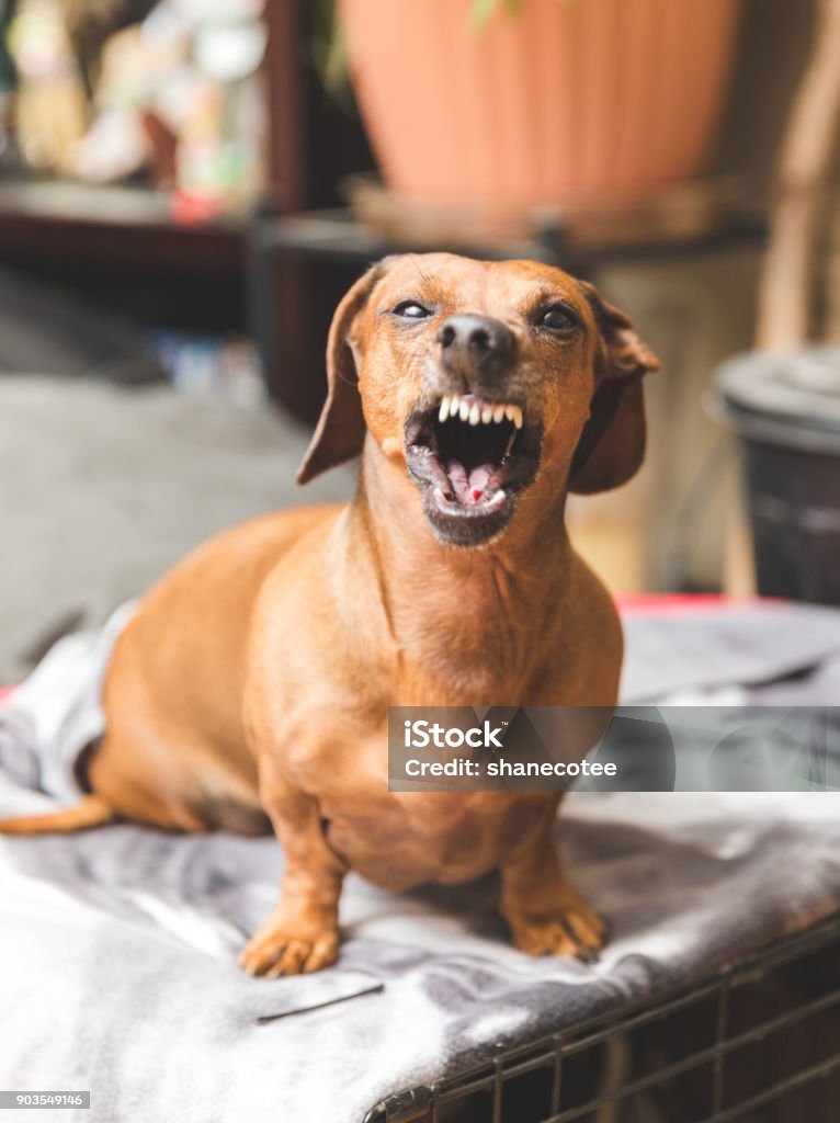 Snarling Dachshund Dog Brown dachshund dog snarling with teeth showing while sitting atop of a cage. Dog Stock Photo
