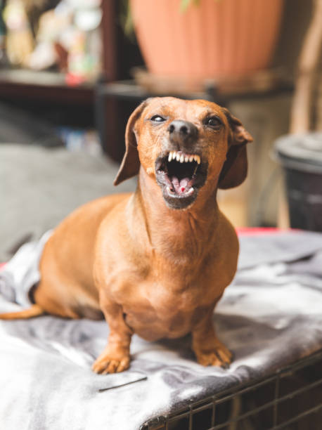 Snarling Dachshund Dog stock photo