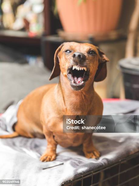 Snarling Dachshund Dog Stock Photo - Download Image Now - Dog, Aggression, Small