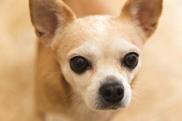 istock Old Chihuahua Dog 903549356