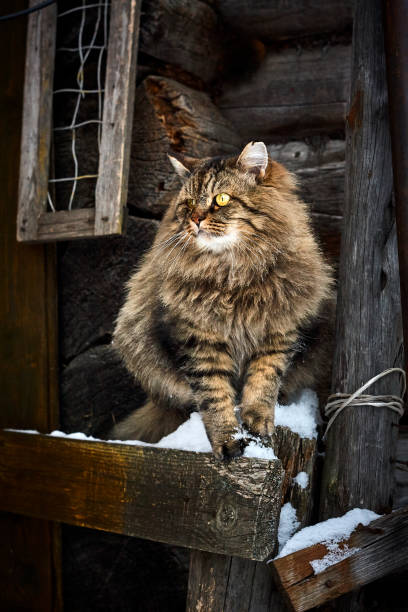 istock vertical fluffy siberian cat watch back side close up portrait 903549650