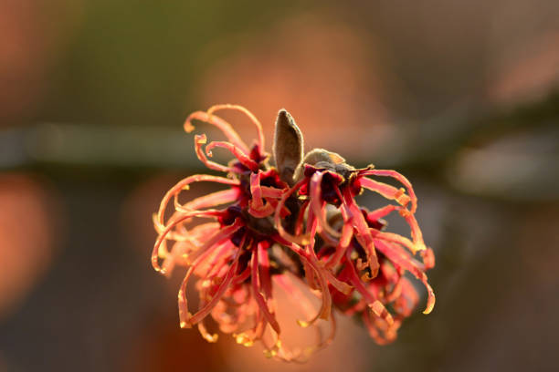 Snow covered witch hazel blossom