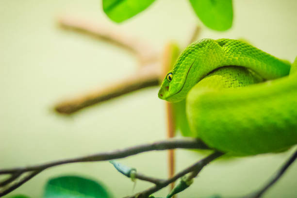 istock Trimeresurus trigonocephalus, the Sri Lankan pit viper, Ceylon pit viper, Sri Lankan green pitviper or locally, pala polonga, is a venomous pit viper species endemic to Sri Lanka. 903553260