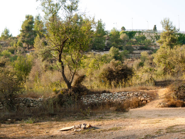 istock colors of Israel 903556282