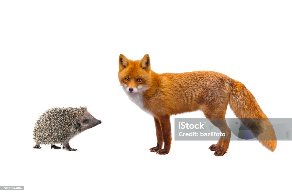 hedgehog and fox hedgehog and fox isolated on a white background Hedgehog Stock Photo