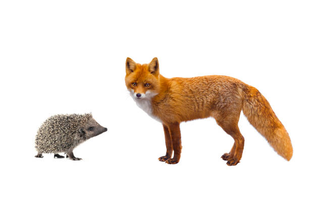 hedgehog and fox hedgehog and fox isolated on a white background hedgehog stock pictures, royalty-free photos & images