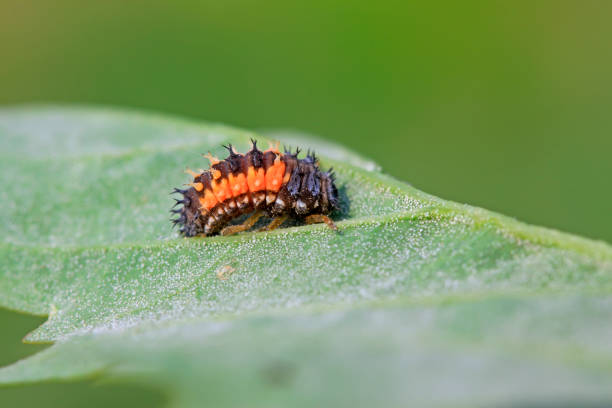 istock Harmonia axyridis on plant in the wild 903560392
