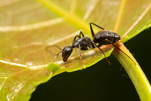 istock Camponotus japonicus on plant in the wild 903560444