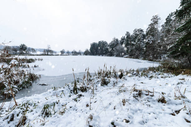 istock Pond covered with frost at pine forest. 903560538