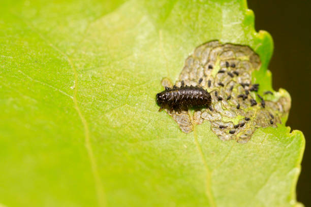 istock Black insects on plant in the wild 903560606