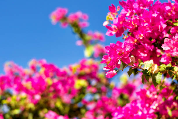 Background. Pink tropical flowers on a background of clear sky. Selective focus. The plan is complete. Close-up.