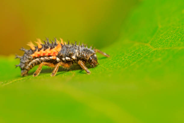istock Harmonia axyridis on plant in the wild 903560798