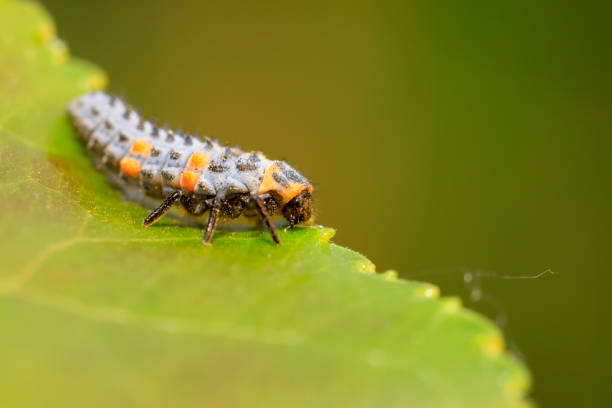 istock Lady beetle on plant in the wild 903560810