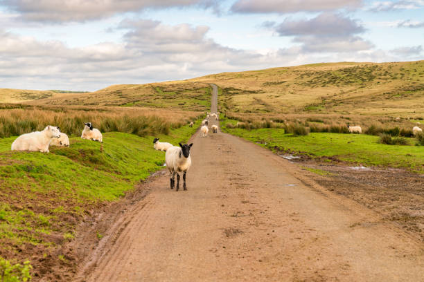 istock Sheep on a country road in Wales, UK 903564730