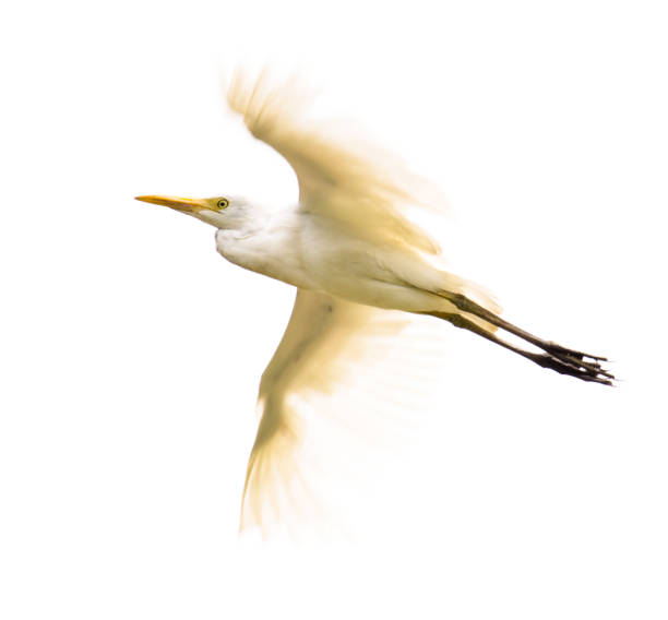 cattle egret - egret water bird wildlife nature imagens e fotografias de stock