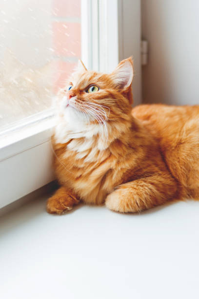 istock Cute ginger cat sitting on window sill and looking on falling snow. Cozy home background with domestic fluffy pet. 903565542