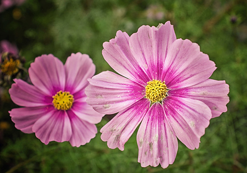 Cosmos flower in an English country garden.