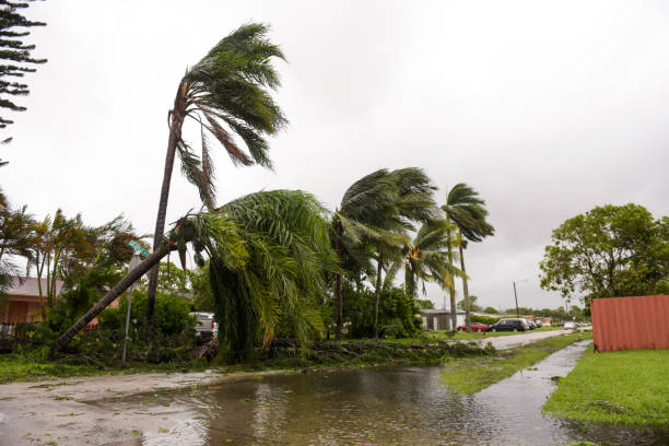 damaged palm trees stock photo