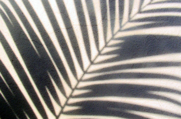 istock shadow on wall of coconut or palm tree leaves background 903568230