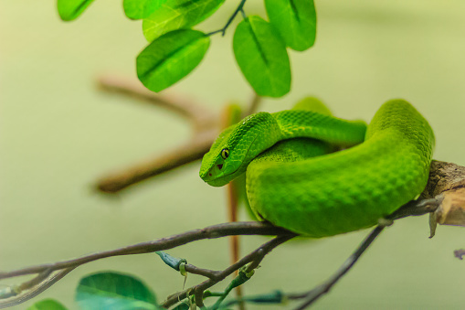 Green tree python at the Zoo, non venomous - coiled around a tree branch in its habitat