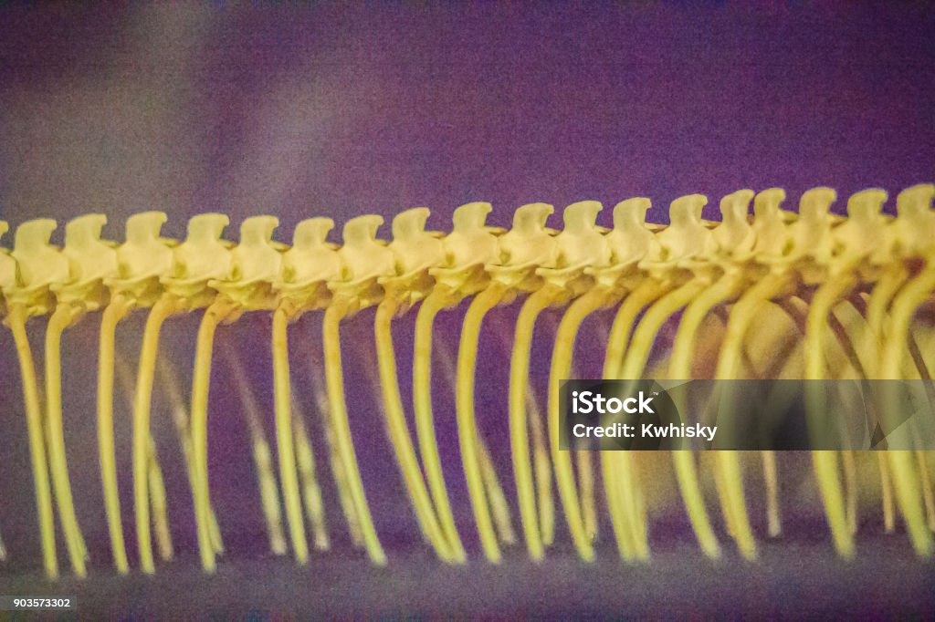 Snake Skeletons Of Reticulated Python Is A Species Of Python Found In ...