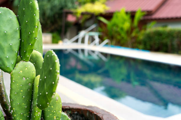 istock the Prickly Pear cactus in the pot beside the pool 903575770
