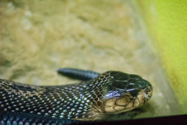 istock The monocled cobra (Naja kaouthia), also called monocellate cobra, is a cobra species widespread across South and Southeast Asia. 903575792