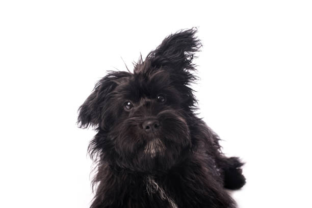 istock Adorable mixed breed dog isolated on white 903578642