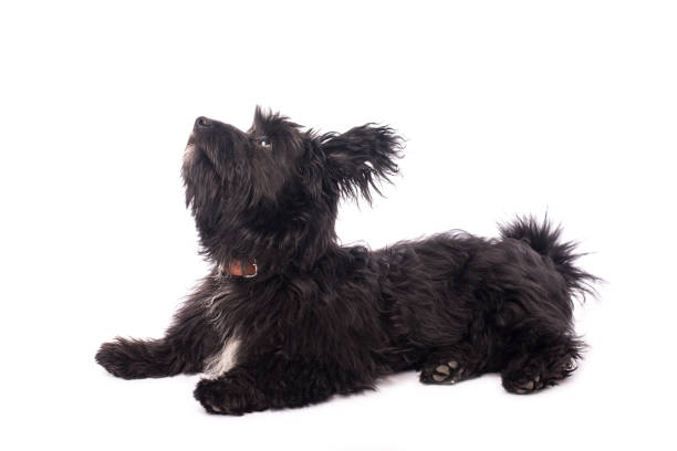 istock Adorable mixed breed dog isolated on white 903578648