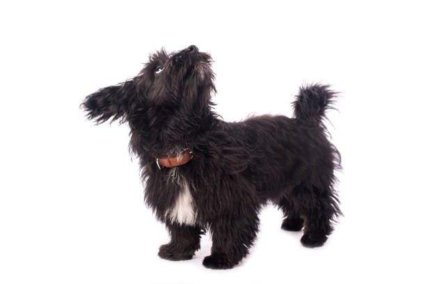 istock Adorable mixed breed dog isolated on white 903578712