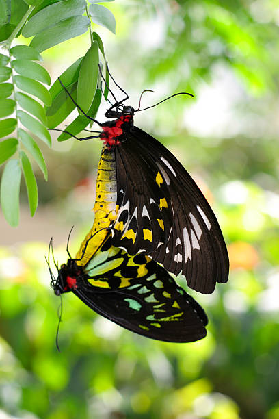Two Mating Butterflies stock photo