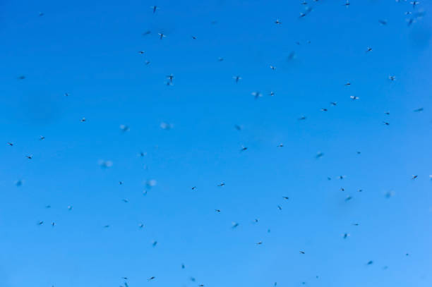 istock mosquitoes in the sky, flies on a blue background 903583610