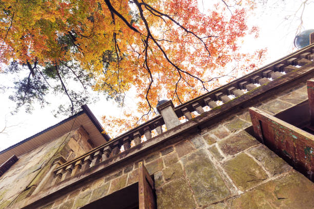 wall of vintage rock house near big high tree from low angle