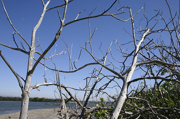 istock Seascape with Old Trees and Small Boat 90358390