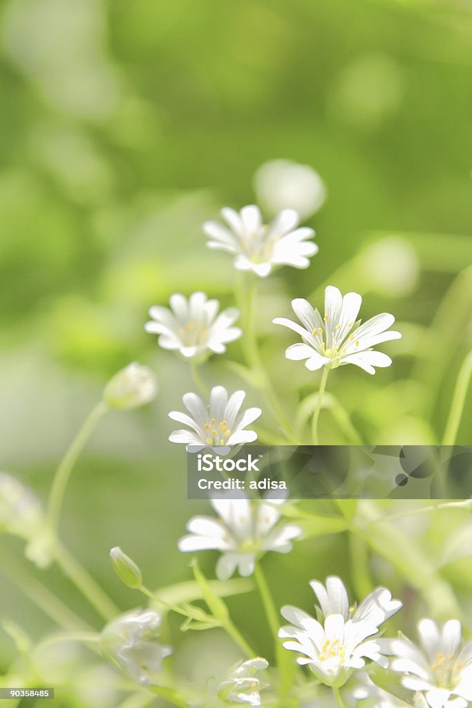 Hornkraut Blumen - Lizenzfrei Blume Stock-Foto