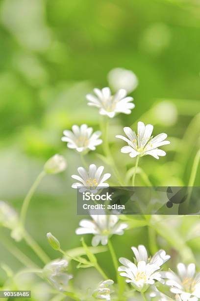 Hornkraut Blumen Stockfoto und mehr Bilder von Blume - Blume, Blütenblatt, Botanik