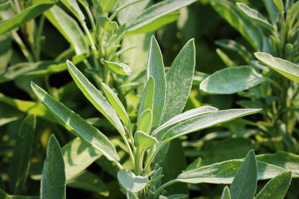 istock Sage plant growing in the herbs garden 903585002