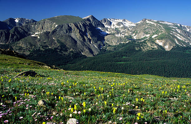 istock Alpine meadows in Colorado Rocky mountains 90358530
